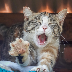 gatto-sterilizzato-sbadiglia-e-si-stiracchia