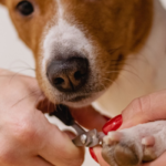 Tagliare le unghie al cane