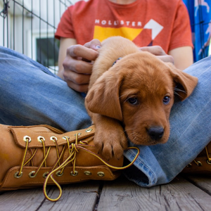 Tagliare le unghie al cucciolo di cane