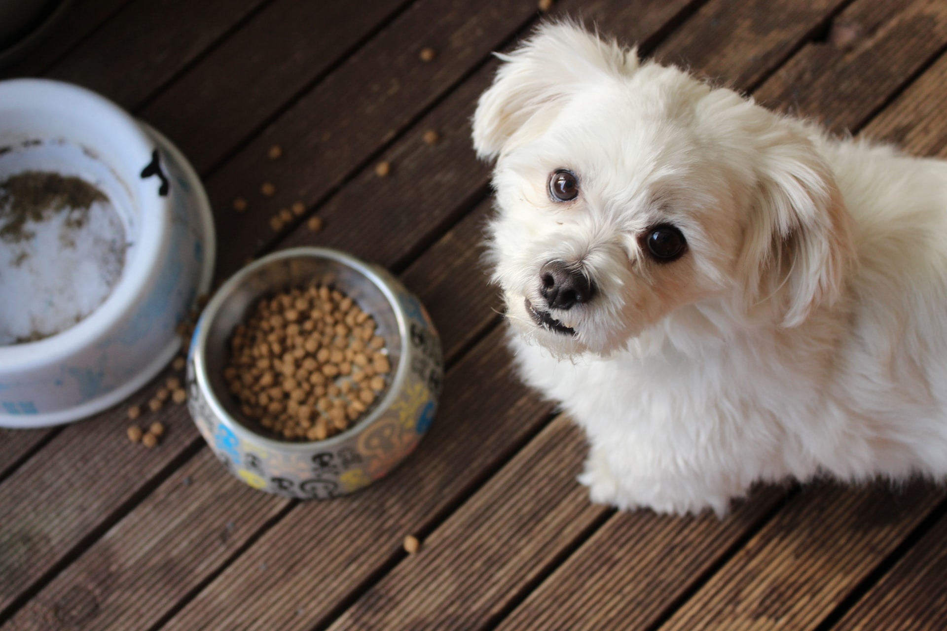 Guida al miglior cibo per cani di piccola taglia cover