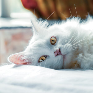 Gatto si strappa il pelo cause
