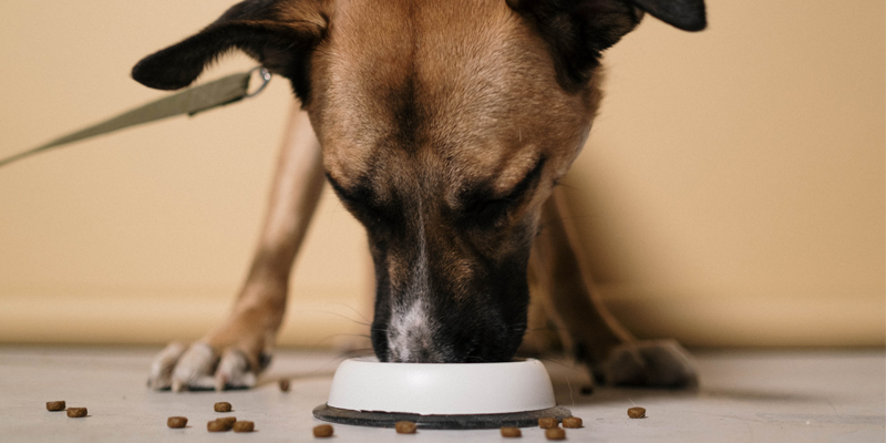 Per avere le migliori crocchette per cane bisogna spendere molto? cover