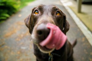 Croccanti per Cane al Miglior Prezzo