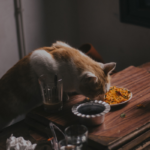 Alimentazione del gatto cucciolo