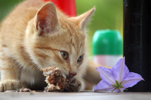 Crocchette per gatti con problemi gastrointestinali: come scegliere quelle giuste thumb