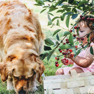 Cane Golden con bambina