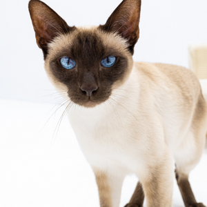 Gatto siamese arrabbiato