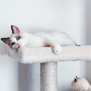 Gatto siamese pelo bianco