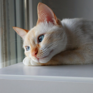 Gatto siamese Red point