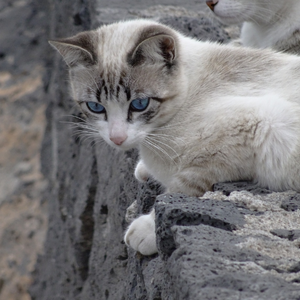 Gatto Siamese Tabby Point