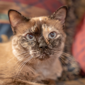 Gatto siamese Tortie point