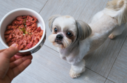Le 7 migliori marche di cibo umido per cani thumb