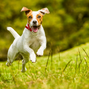 Umido per cani di alta qualità