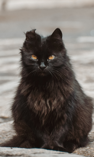 Gatto nero con forfora