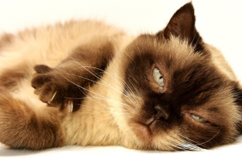 Come riconoscere i vermi nel gatto: sintomi e cure thumb
