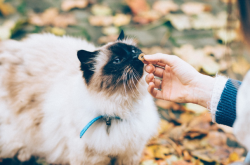 Il miglior cibo per gatti consigliato dai veterinari: come scegliere quello giusto thumb
