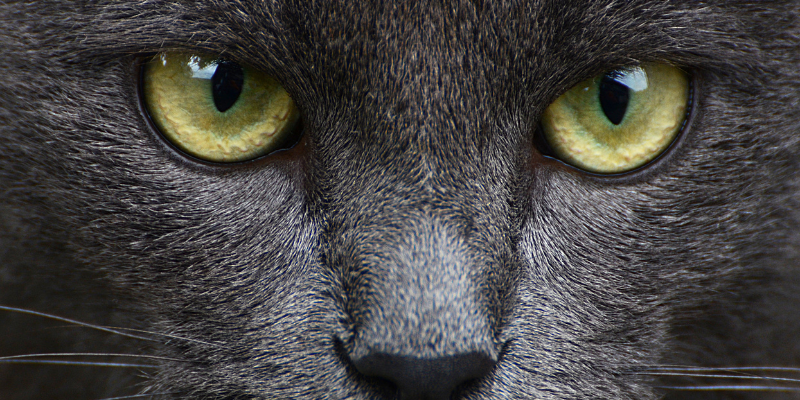 Malattie e infezioni degli occhi del gatto: cosa sapere cover