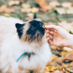 Cibo per gatti da evitare