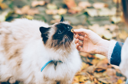 Le 10 marche di cibo per gatti da evitare assolutamente thumb