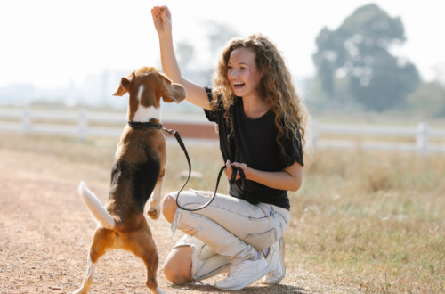 Dai biscotti alle crocchette: i 14 migliori snack per l’addestramento dei cani che dovresti conoscere thumb