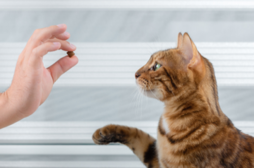 Guida completa all’alimentazione dei gatti diabetici thumb