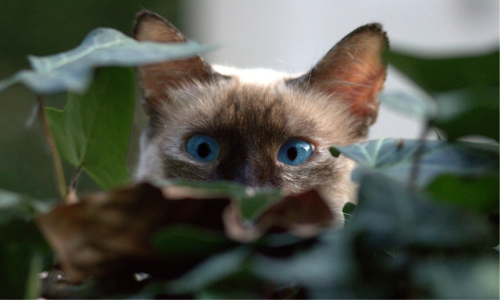 gatto birmano occhi azzurri