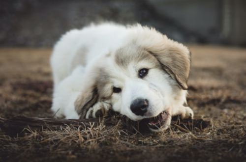 Nutrire il tuo cucciolo: le migliori crocchette per cani puppy thumb