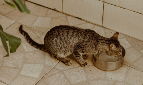 Gatto mentre mangia dalla ciotola