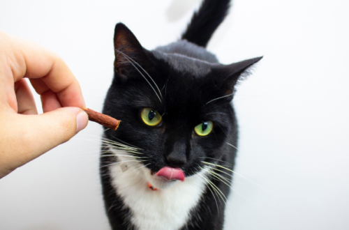 Il miglior cibo per gatti senza cereali del 2023: la classifica thumb