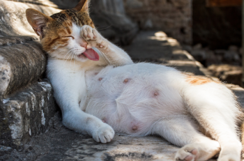 Mamma felina in attesa: come nutrire una gatta incinta in modo sano thumb