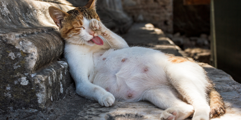 Mamma felina in attesa: come nutrire una gatta incinta in modo sano cover