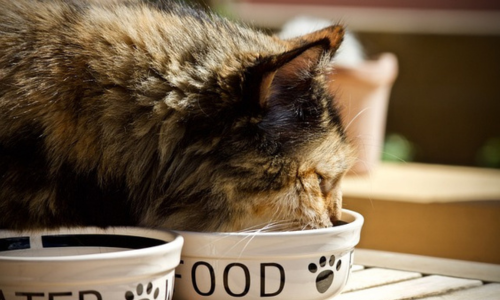 Gatto mangia umido grain free dalla ciotola