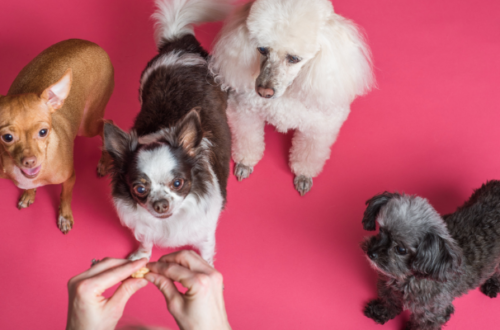 Cibo per cani ipoallergenico: le 10 migliori scelte thumb