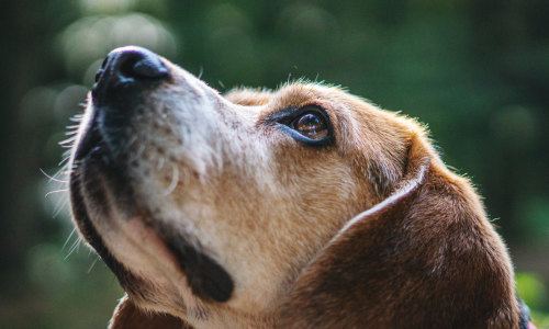 Beagle primo piano