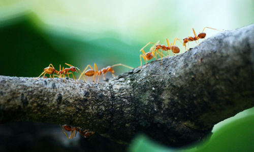 formiche che camminano su un ramo