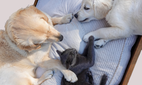 cuccioli di cane e gatto