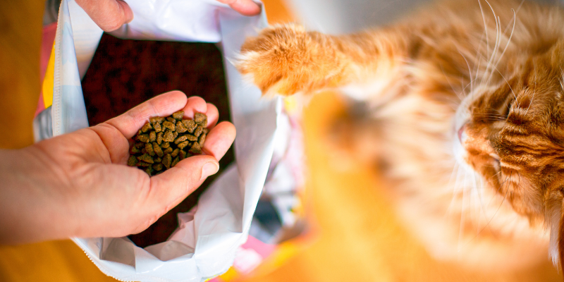 Cibo a base di insetti per cane e gatto: il mangime del futuro cover